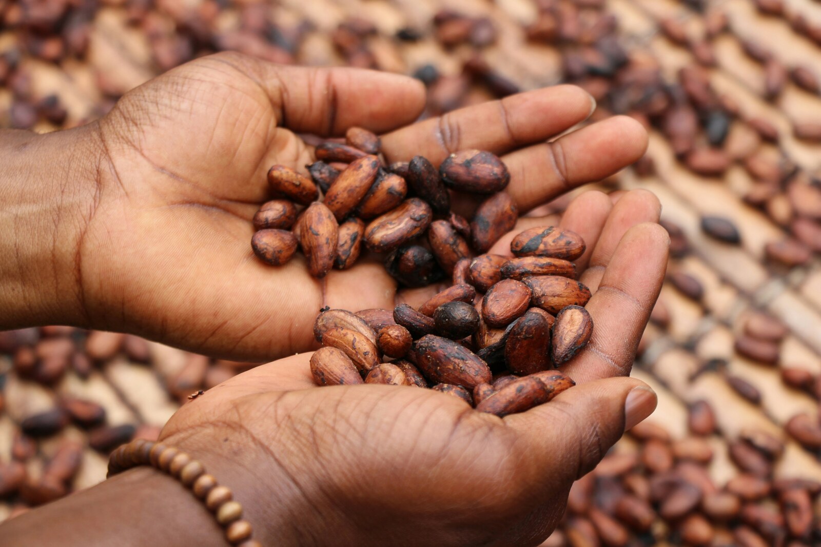 Cocoa Beans — Brustella FOODS