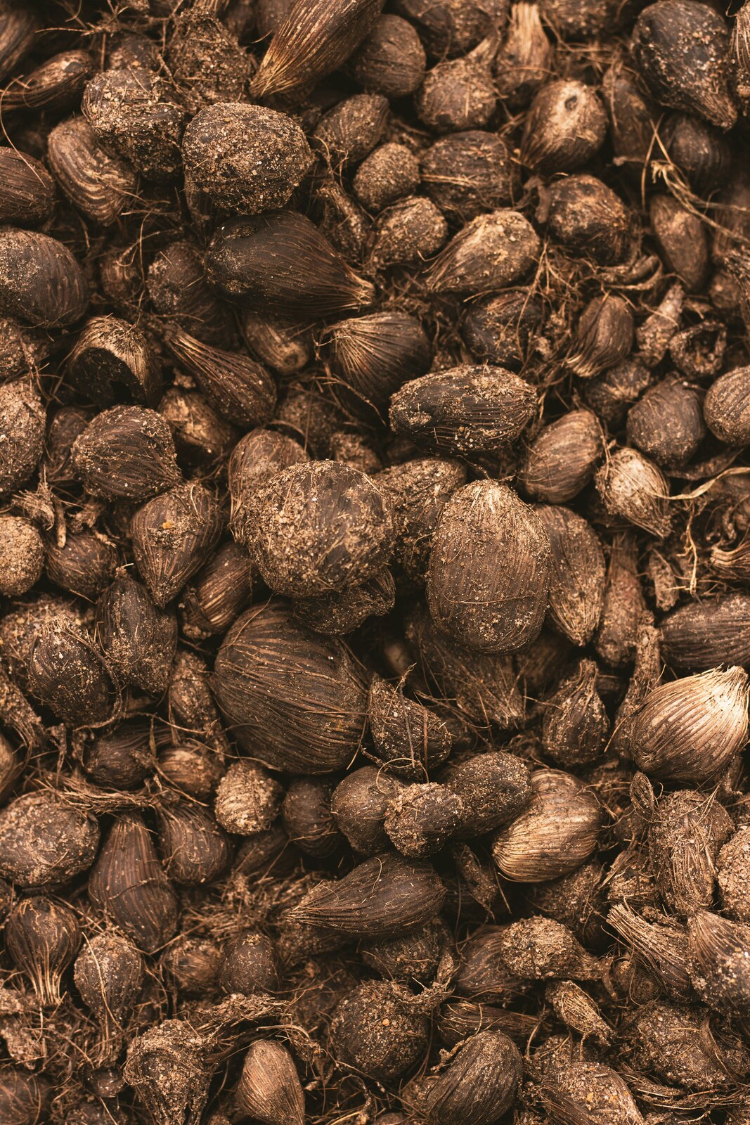Palm Kernels — Brustella FOODS