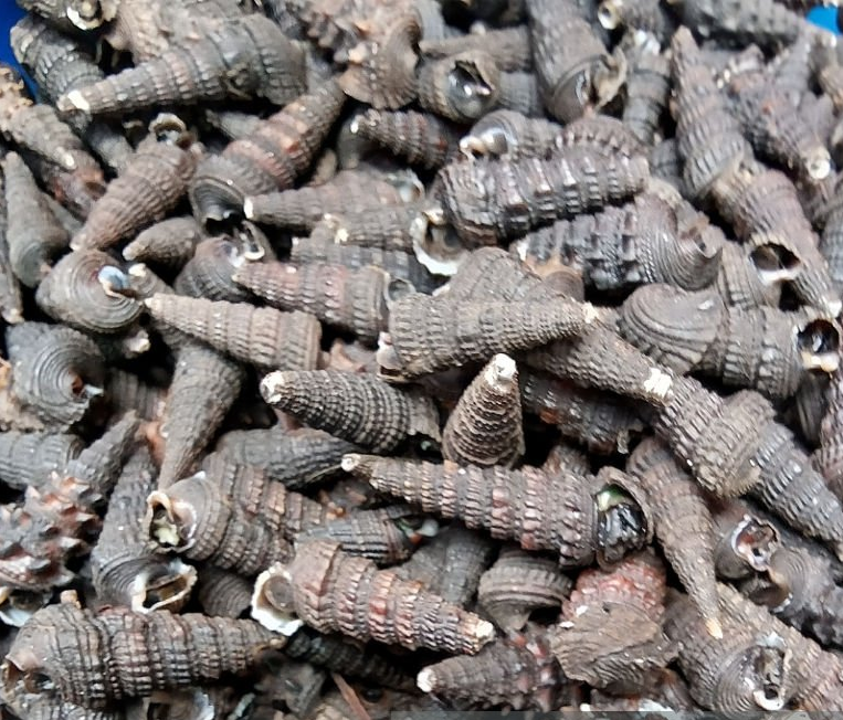 Periwinkles — Brustella FOODS